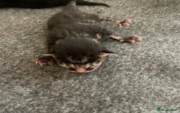 British Shorthair cats for sale: Kittens for sale - Image 4