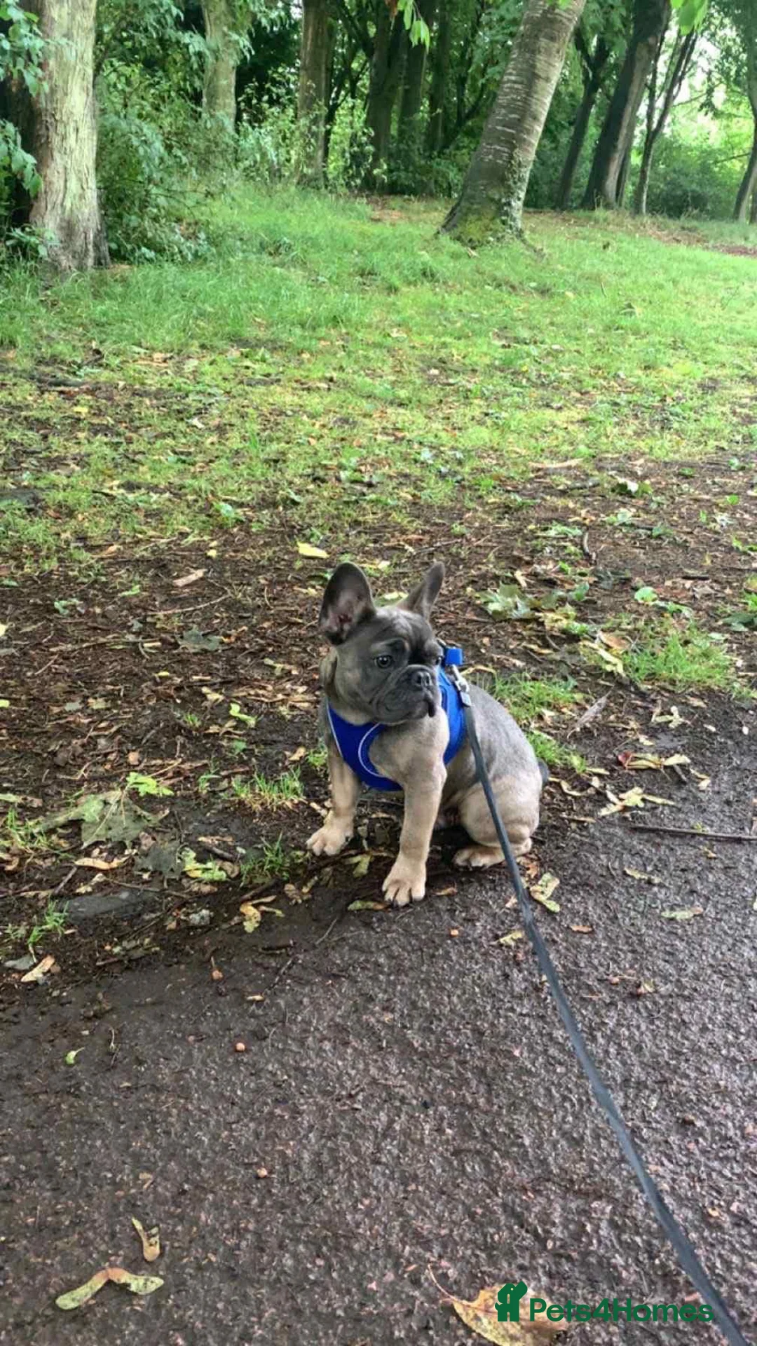French Bulldog dogs for sale: French Bull dog for re homing in Ryton - Advert 3