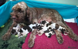 Italian Spinone dogs for sale: Brown Roan Italian spinone Puppy  - Advert 1