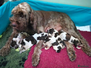 Italian Spinone dogs Brown Roan Italian spinone Puppy - Advert 14