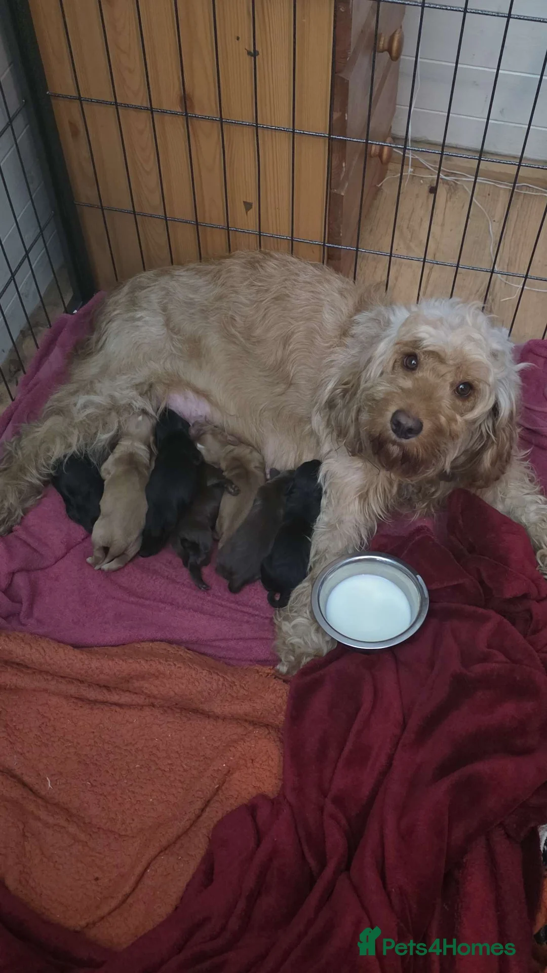 Cockapoo dogs for sale: Litter of Cockapoo's for sale - Advert 4