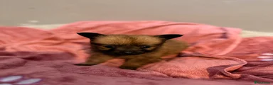 Mixed Breed 6