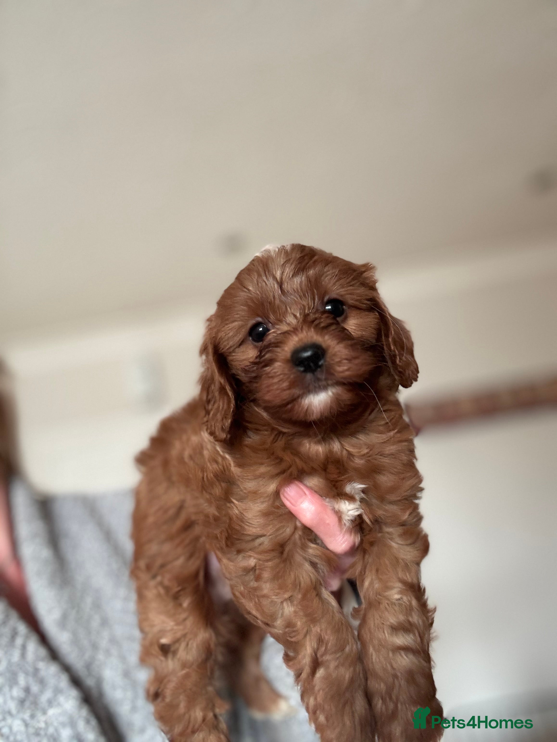 Cavapoo dogs Cavapoo boy pup  - Advert 1