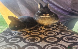 Netherland Dwarf rabbits for sale: Netherland dwarf rabbits bred from show stock  - Image 3