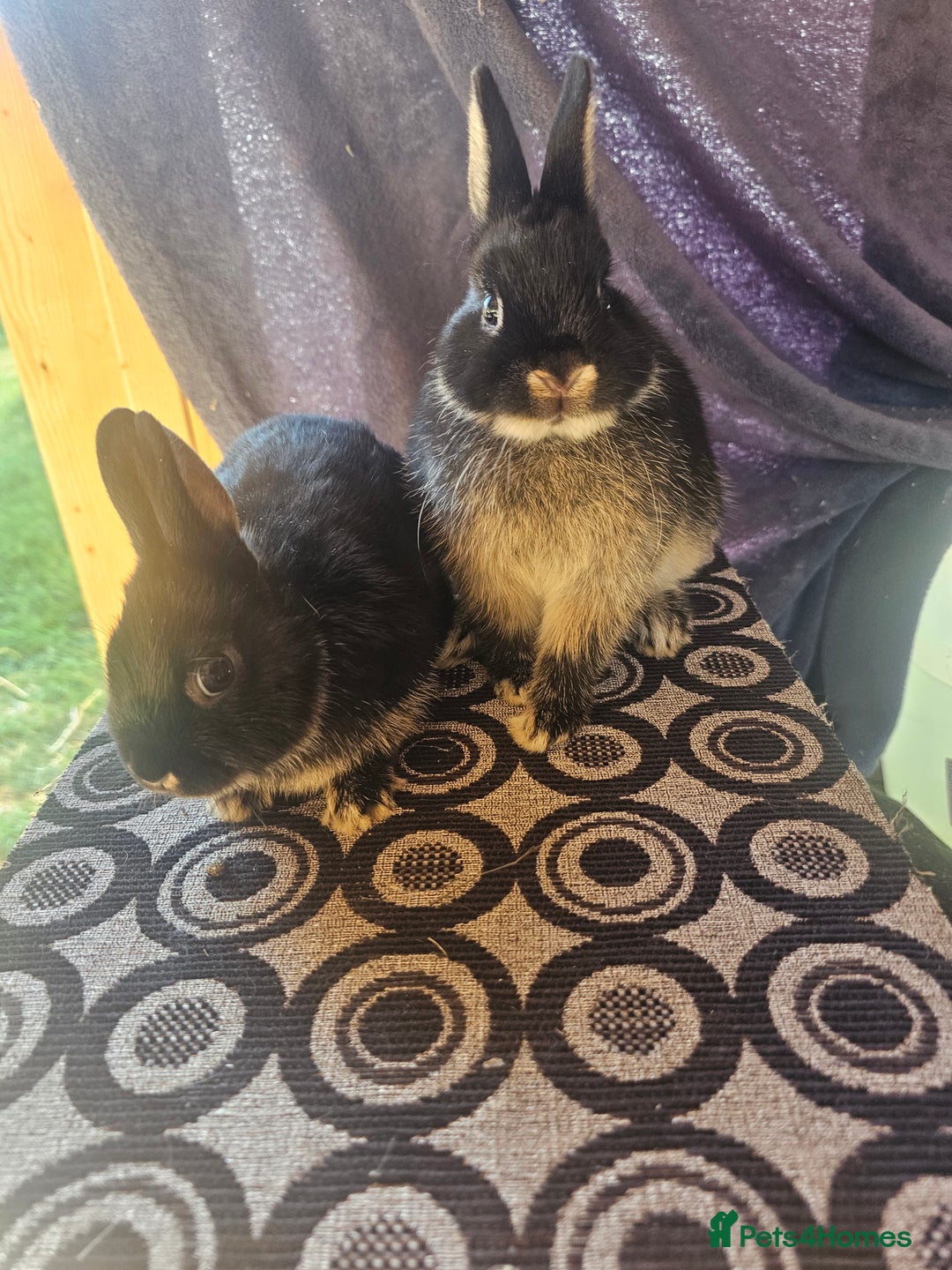 Netherland Dwarf rabbits for sale: Netherland dwarf rabbits bred from show stock  - Image 3