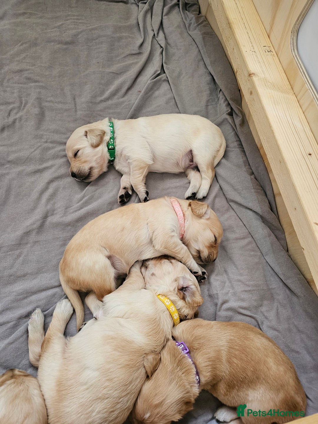 Golden Retriever dogs for sale: Gorgeous KC registered golden retriever puppys - Image 7