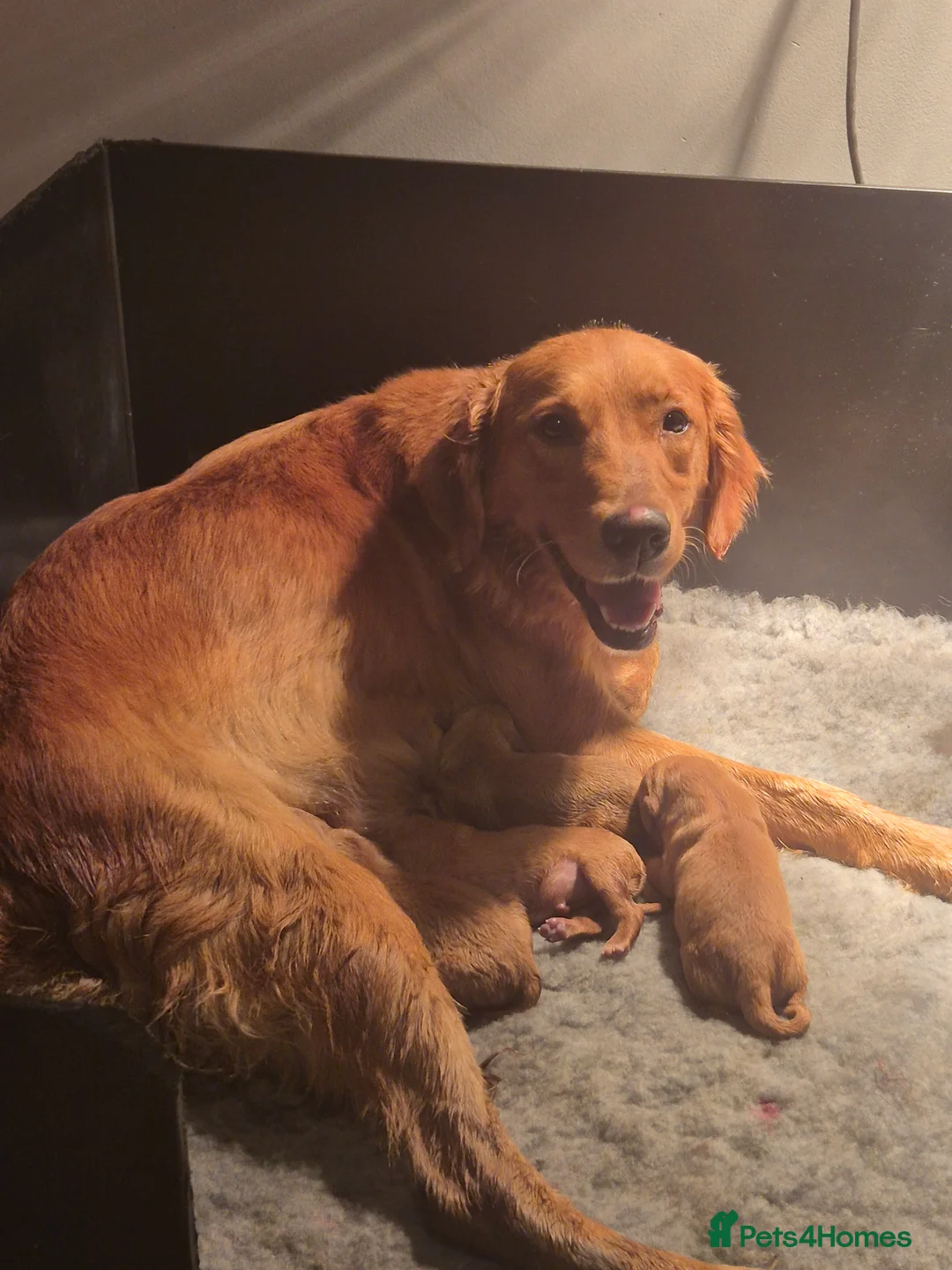 Golden Retriever dogs for sale: Happy healthy puppies - Advert 2