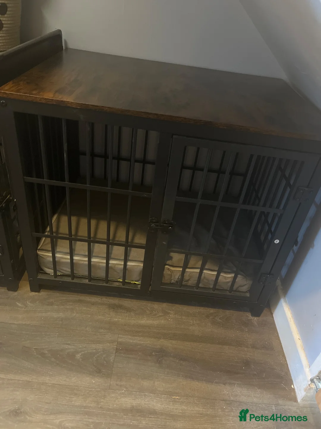 Cocker Spaniel dogs for sale: Working cocker spaniel Male - Advert 2
