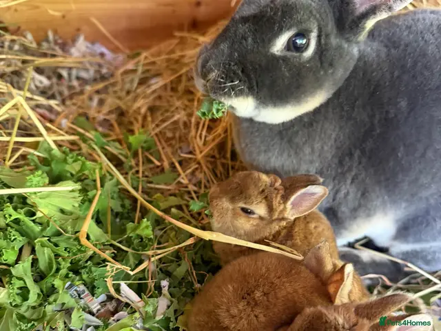 Rex rabbits for sale: Mini Rex’s for sale - Advert 2