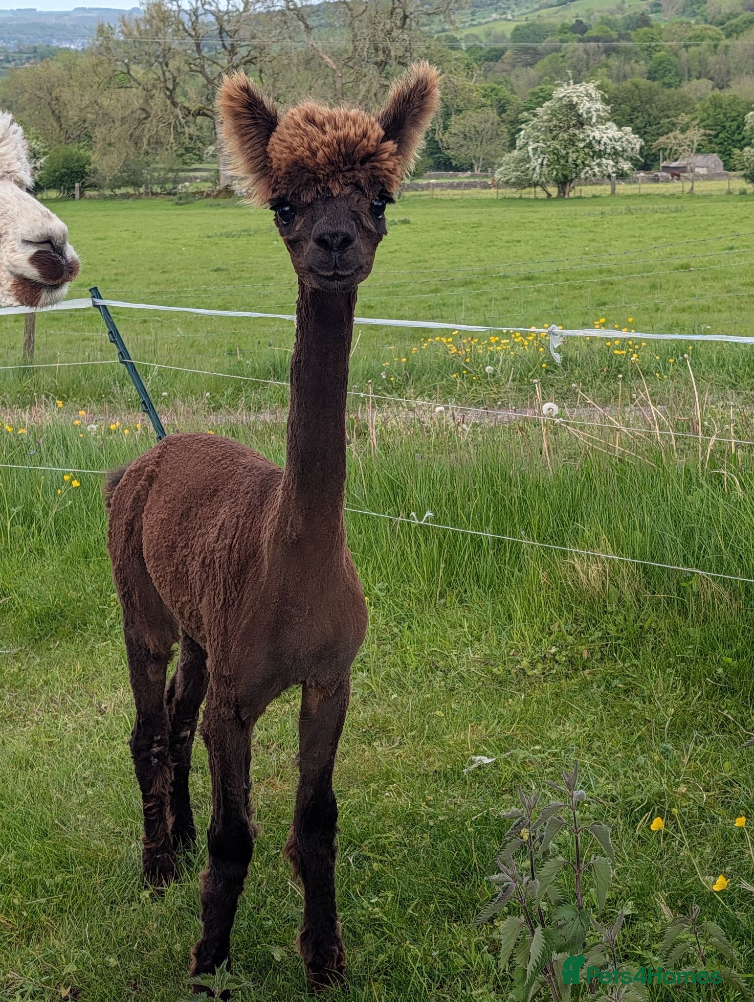 Alpaca livestock Gorgeous dark brown cria - Advert 17