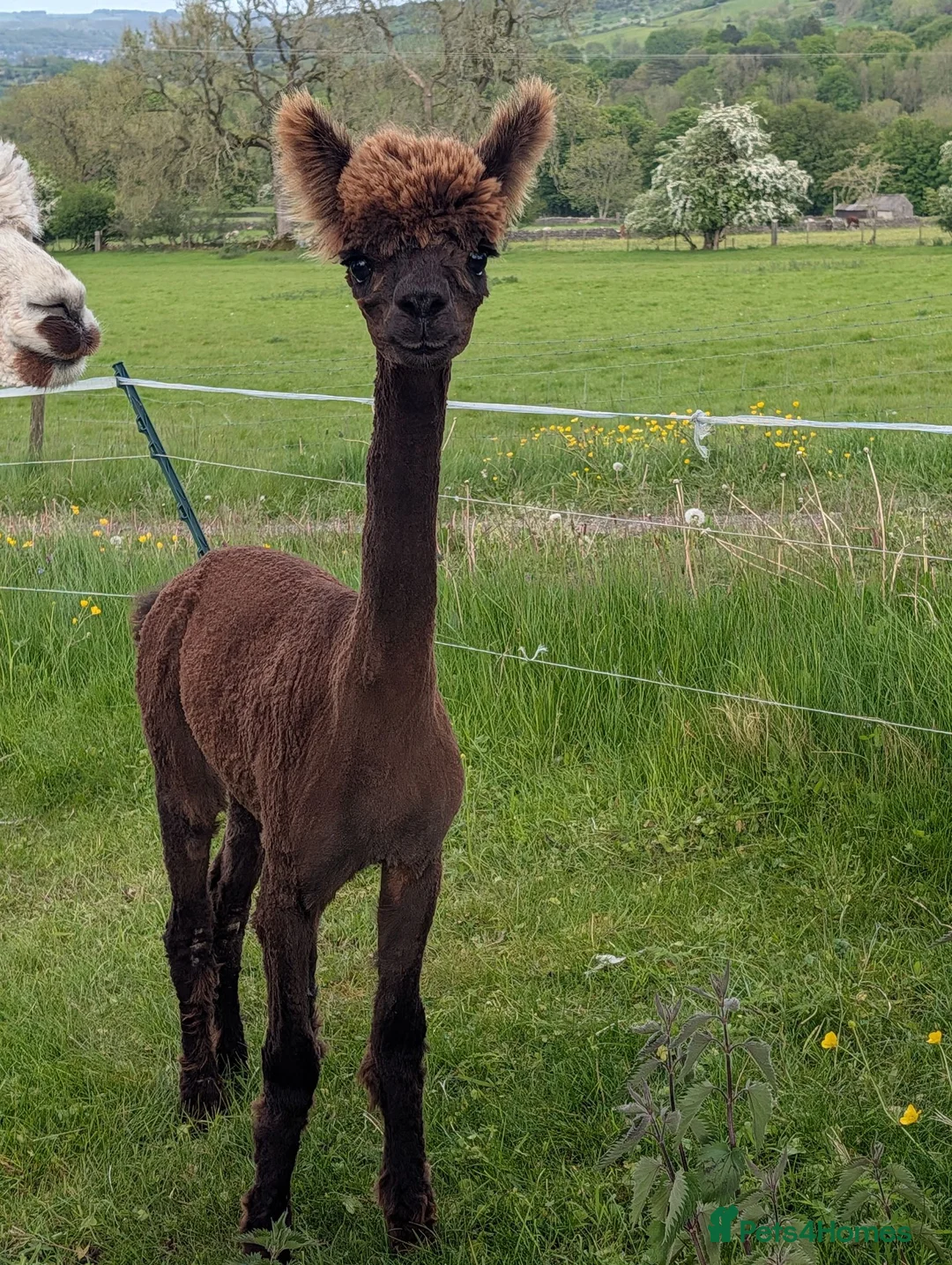 Alpaca livestock for sale: Gorgeous dark brown cria - Advert 1