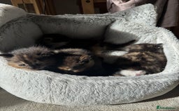 Mixed Breed cats for sale: Beautiful Maine Coone cross kittens  - Image 4