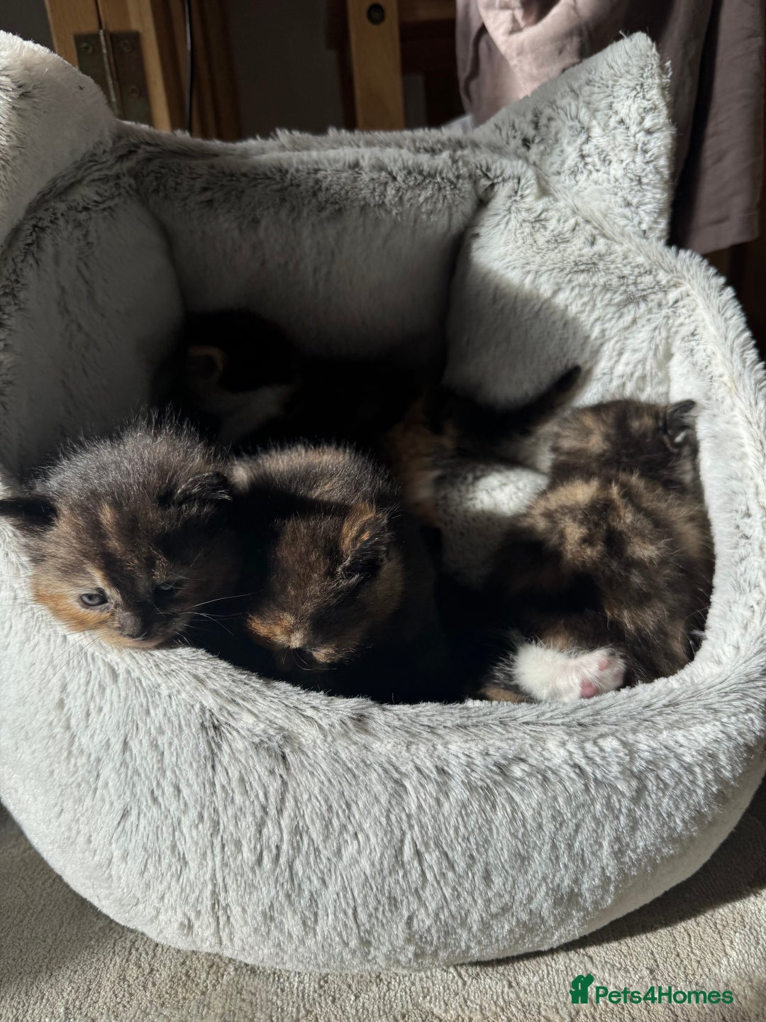 Mixed Breed cats for sale: Beautiful Maine Coone cross kittens  - Image 4