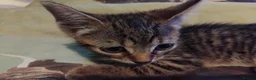 British Shorthair cats for sale: Kittens £160 - Advert 16