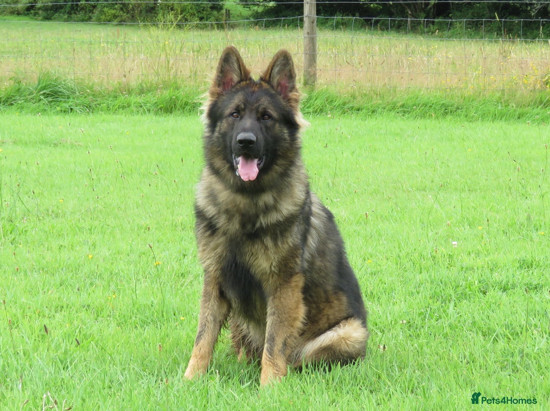German Shepherd dogs for sale: German Shepherd Male For Sale - Image 2