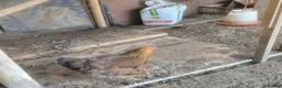 Chickens poultry for sale: Gold partridge brahma hen for sale - Advert 3