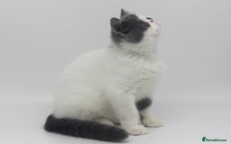 Exotic cats for sale: Outstanding quality Exotic boy & Persian girls - Image 3