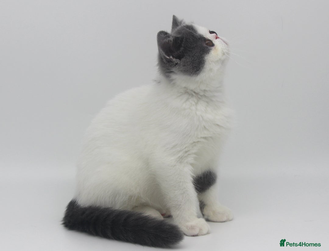 Exotic cats for sale: Outstanding quality Exotic boy & Persian girls - Image 3