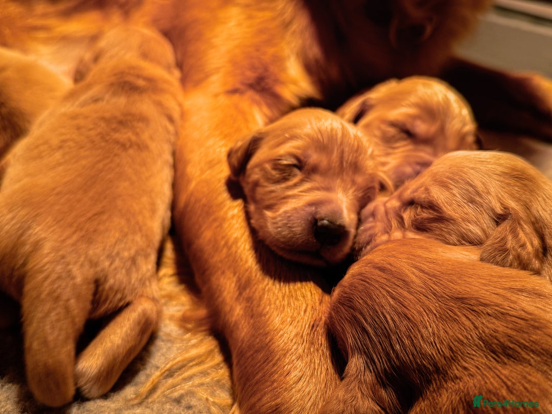 Golden Retriever dogs for sale: Beautiful Deep Red KC Golden Retrievers  - Advert 7