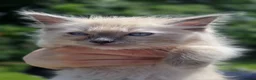 Ragdoll cats for sale: 3 beautiful babies - Advert 4