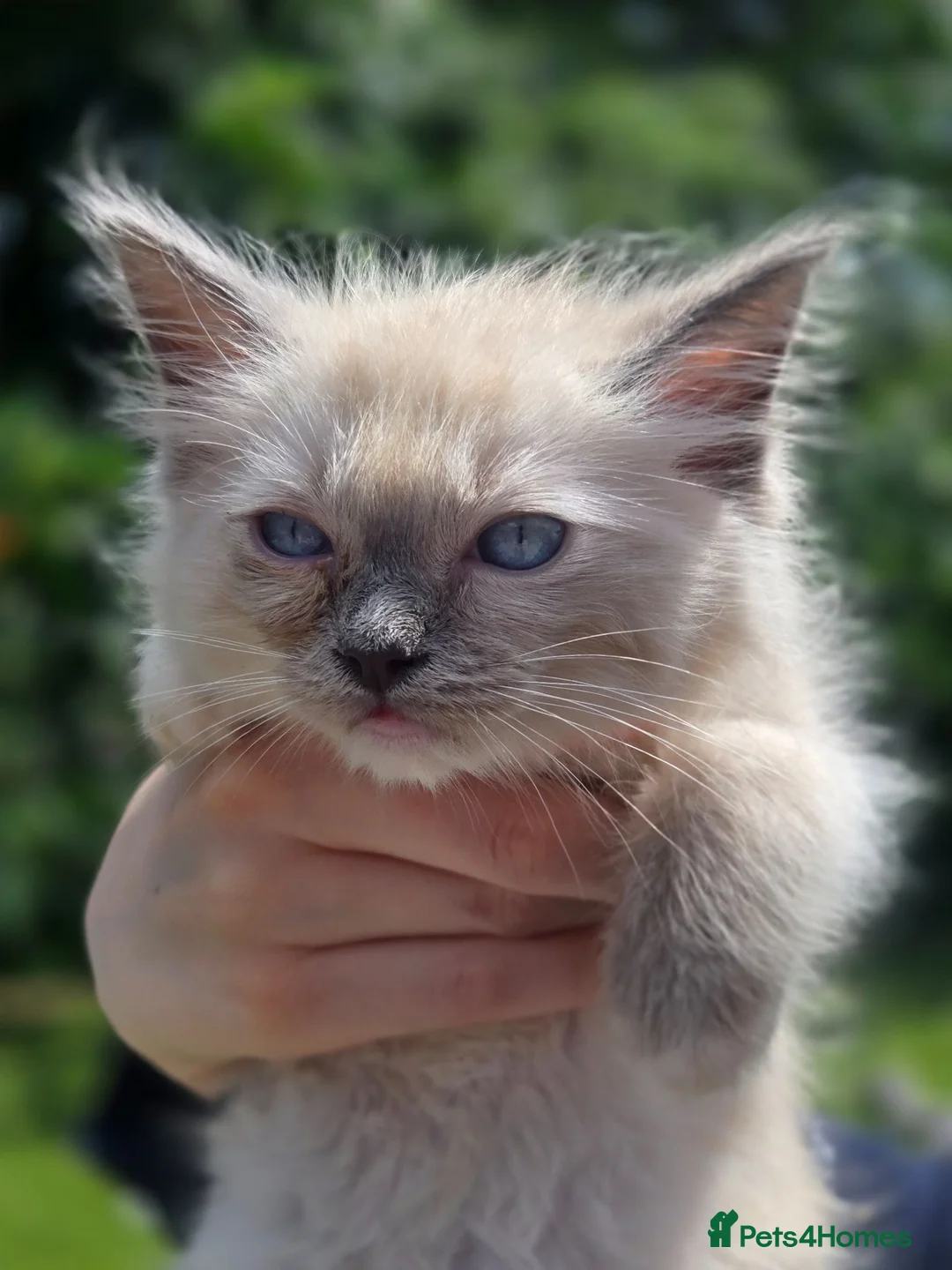 Ragdoll cats for sale: 3 beautiful babies - Advert 4