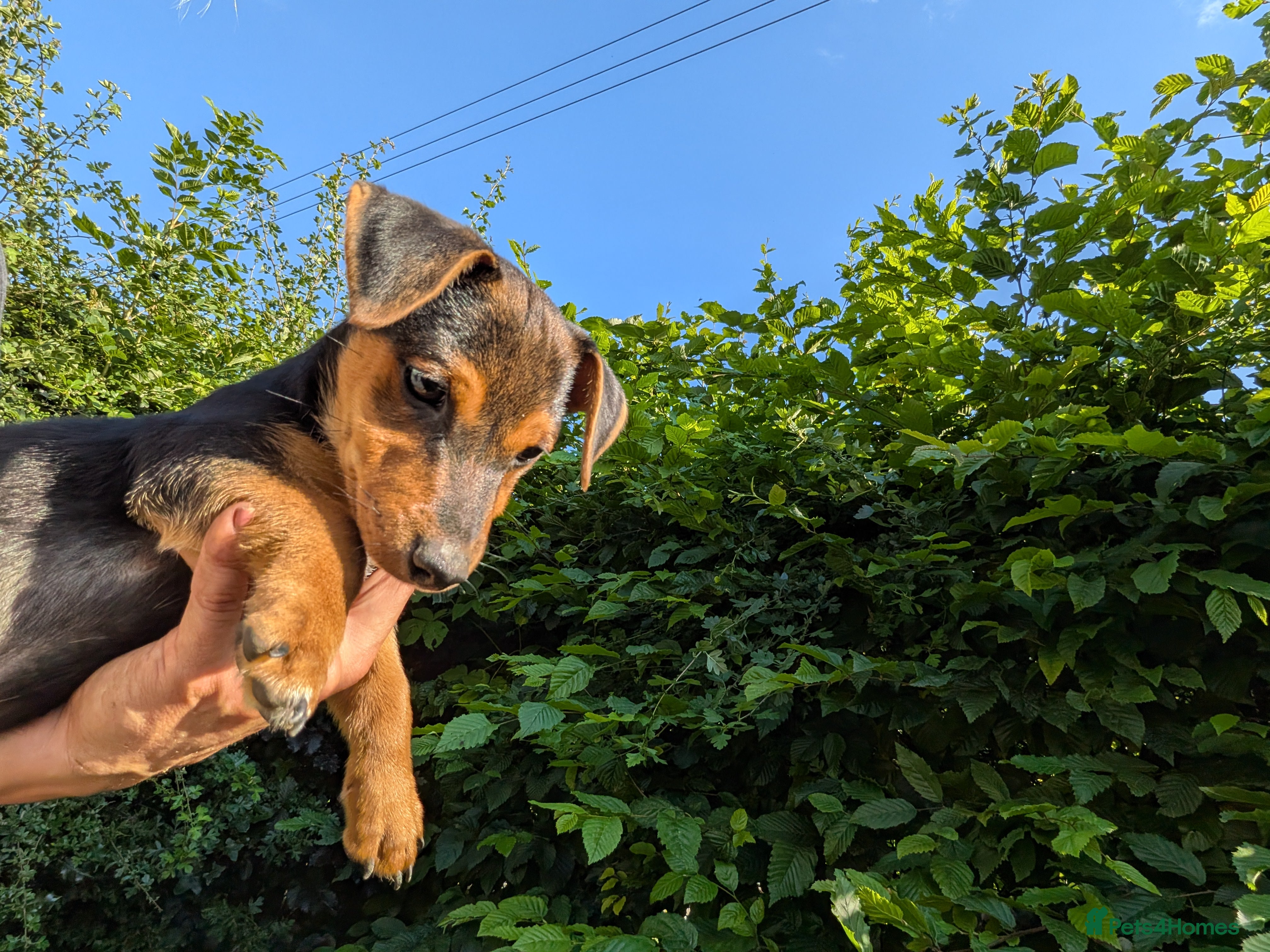Jack Russell dogs Dock tails, short legged/haired Jack Russel  - Advert 2