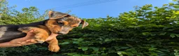 Jack Russell dogs for sale: Ready 10 weeks  Gorgeous bk & tan Jack Russel  - Advert 26