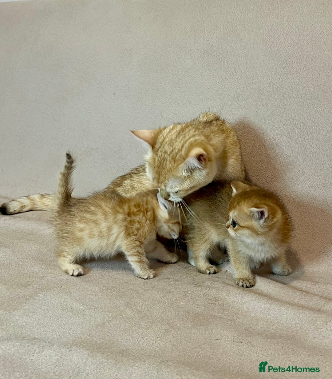 British Shorthair cats for sale: 🐾 Purebred BSH Kittens 🐾 - Advert 26