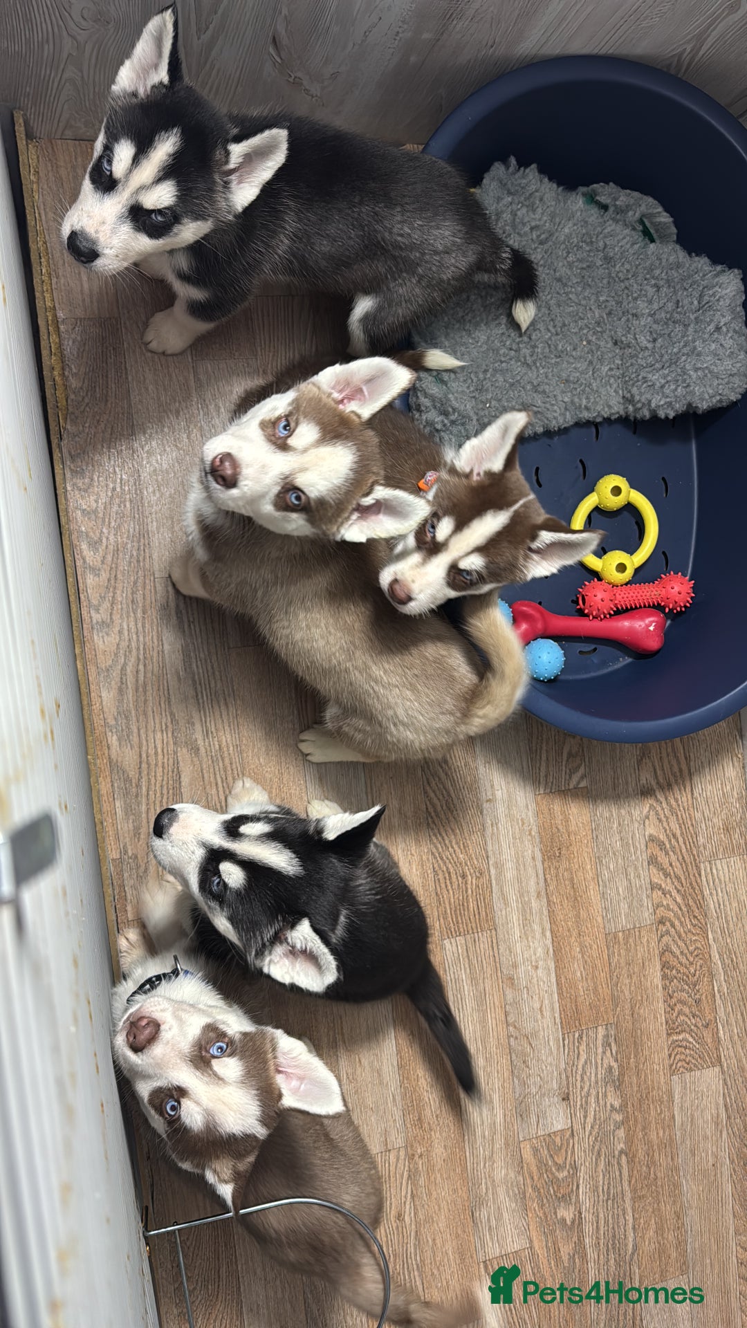 Siberian Husky dogs for sale: Siberian husky boys  - Advert 1