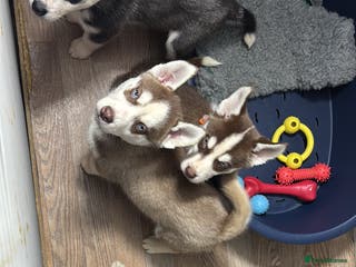 Siberian Husky dogs Siberian husky boys - Advert 2