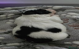 Shih Tzu dogs for sale: Last two puppies from liter 🐶🐶 - Image 17