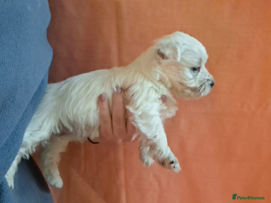 West Highland Terrier dogs for sale: Gorgeous kc bestie pups - Advert 4