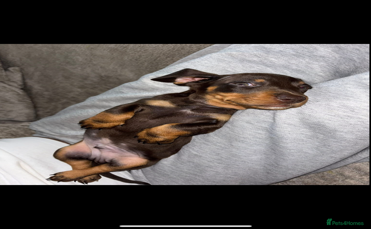 Dachshund dogs - Advert 1