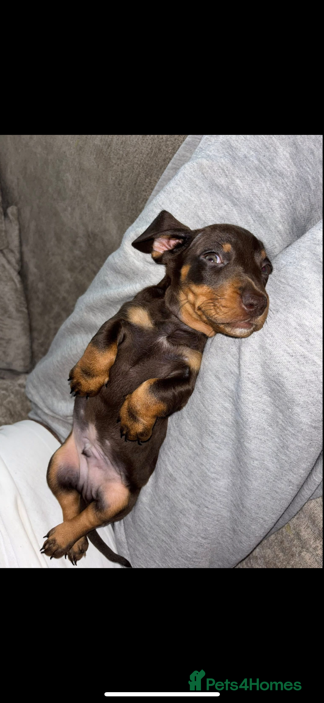Dachshund dogs for sale: Chocolate and tan male dachsund - Image 1