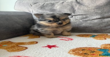 Pomchi dogs 3/4 Pomeranian  - Advert 4