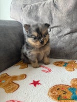 Pomchi dogs 3/4 Pomeranian - Advert 6