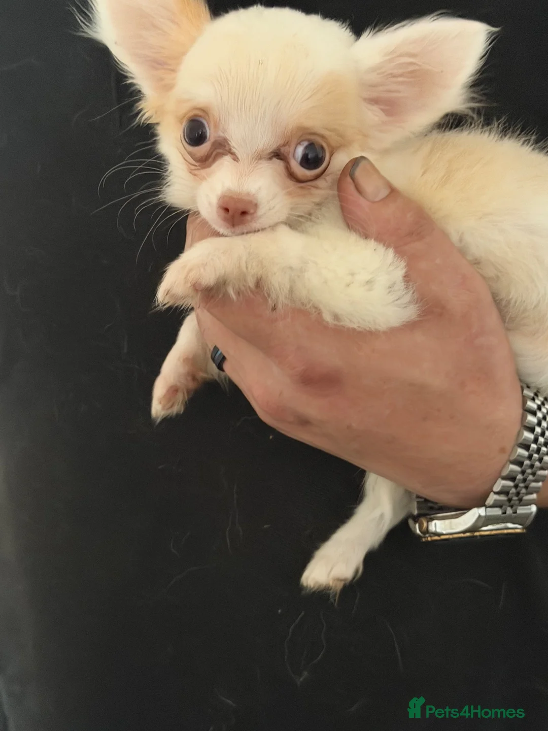 Chihuahua dogs for sale: 3 adorable chihuahuas for sale - Advert 8