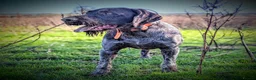 German Wirehaired Pointer dogs for sale: German Wirehaired Pointer puppies - Advert 2