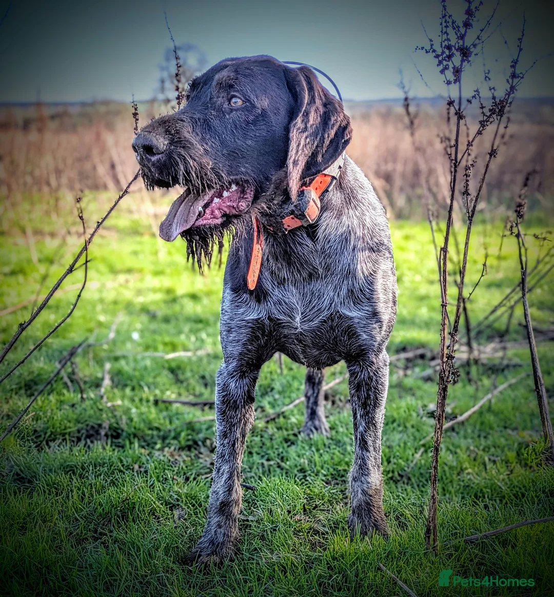German Wirehaired Pointer dogs for sale: German Wirehaired Pointer puppies - Advert 2