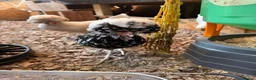 Chickens poultry for sale: Silkies ,polish bantam , Wyandotte  - Advert 3