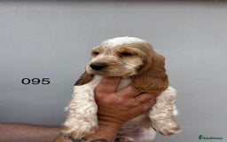 Cocker Spaniel dogs for sale: Fabulous Cocker Spaniel Pupies - Image 4