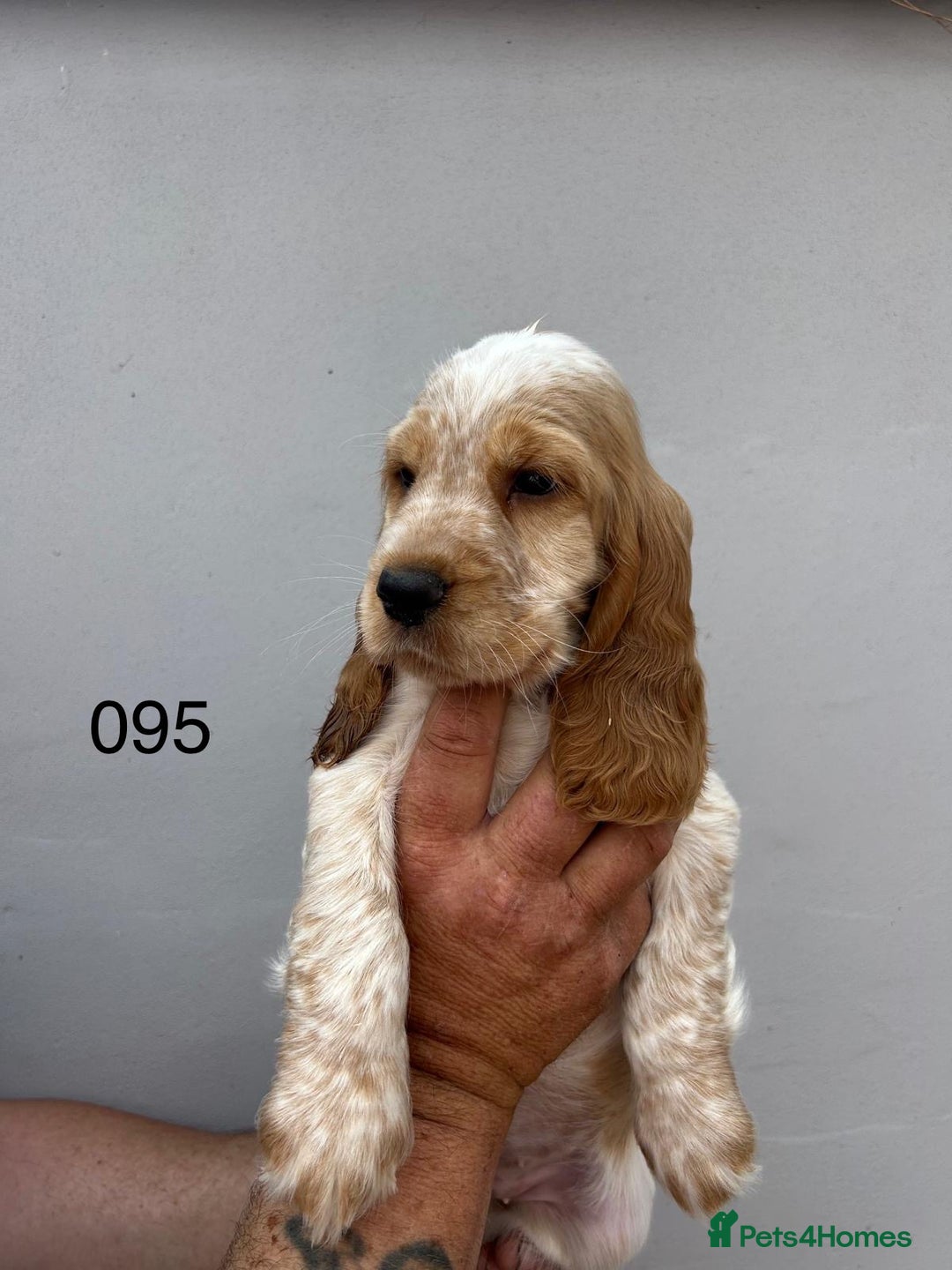 Cocker Spaniel dogs for sale: Fabulous Cocker Spaniel Pupies - Image 4