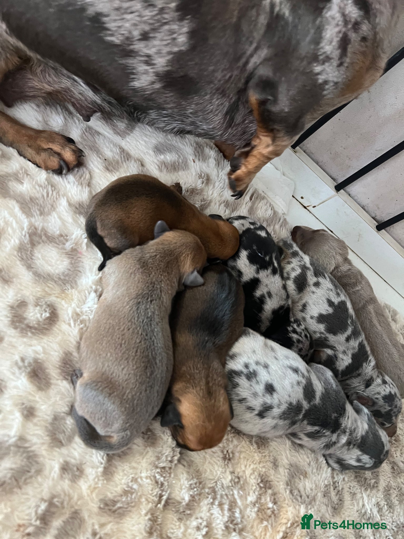 Miniature Dachshund dogs Beautiful KC Registered miniature dachshunds 🐾  - Advert 16