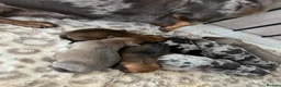 Miniature Dachshund dogs for sale: Beautiful KC Registered miniature dachshunds 🐾  - Advert 1