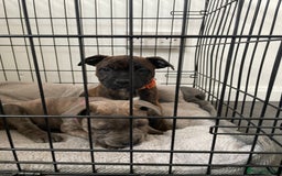 Staffordshire Bull Terrier dogs for sale: 🏅🏆 CHAMPION PLAY BOY STAFFY PUP LAST BOY!! - Image 15