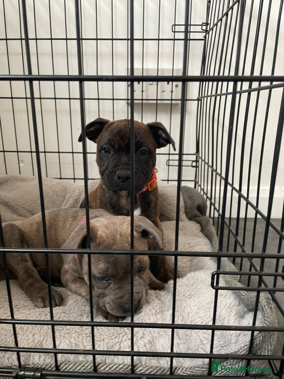 Staffordshire Bull Terrier dogs for sale: 🏅🏆 CHAMPION PLAY BOY STAFFY PUP LAST BOY!! - Image 15