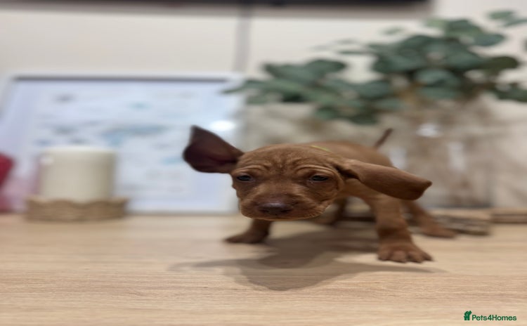 Hungarian Vizsla dogs - Advert 2
