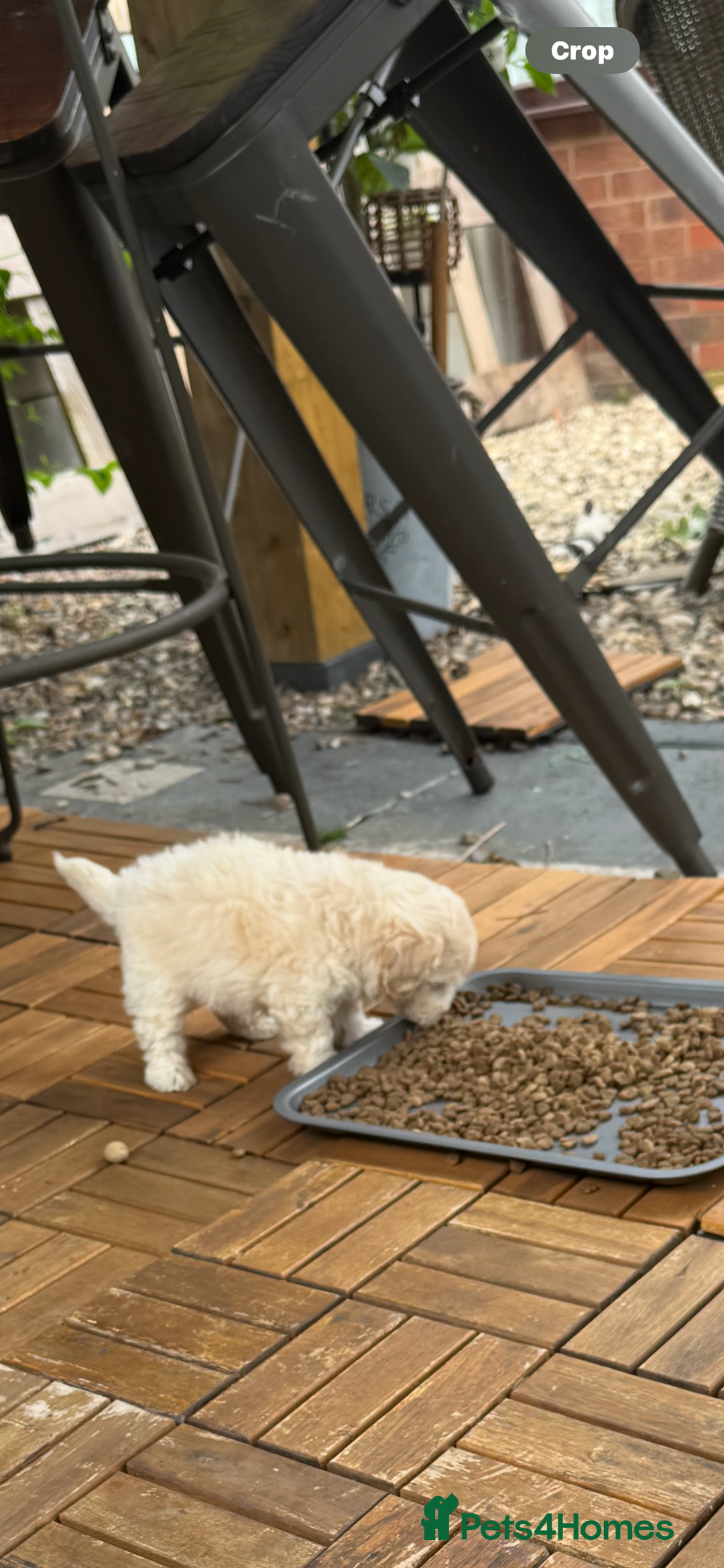 Maltipoo dogs for sale: Tiny Teddy bear maltipoo puppy - Image 4