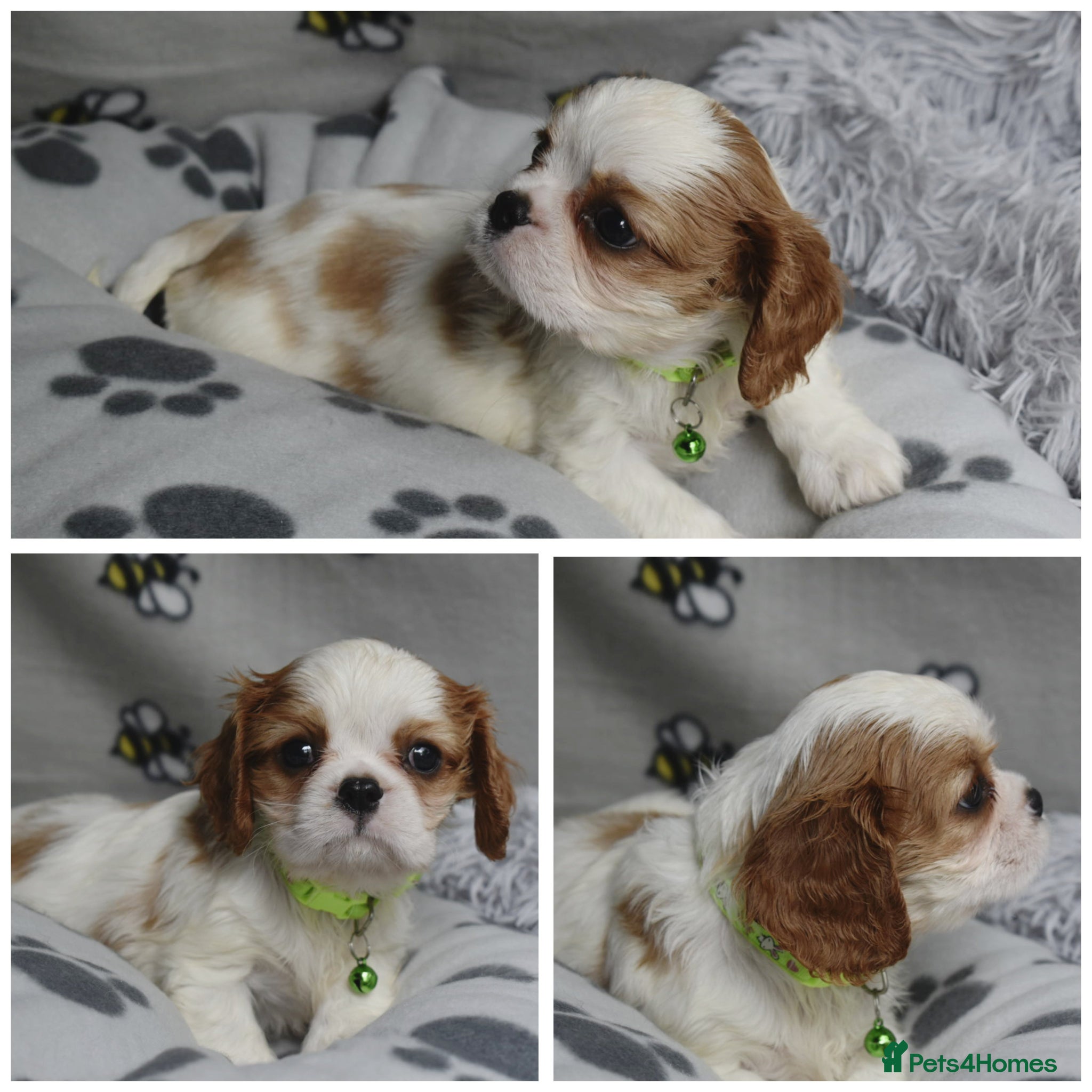 Cavalier King Charles Spaniel dogs Fully Health Tested KC Cavalier King Charles S - Advert 8