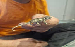 Chameleon reptiles for sale: Baby jackson Chameleons  - Image 4